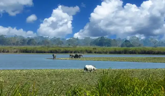 Assam Tour for 5 Days
